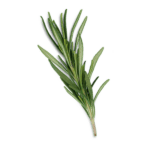 rosemary