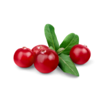 cranberry 